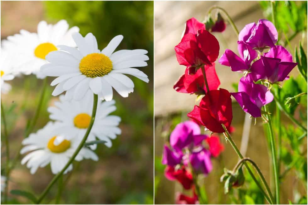 April Flowers Daisy & Sweet Pea Linda's Flowers