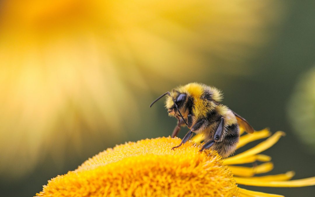 Why bees and pollination are so important for flowers