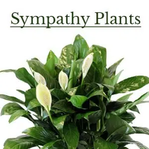 Sympathy Plants
