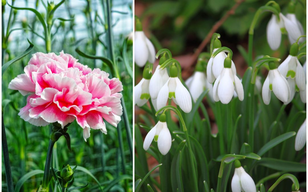 January Flowers: Carnations & Snowdrops