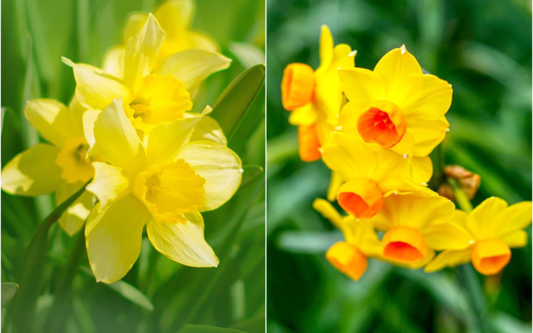 March Flowers: Daffodils & Jonquils
