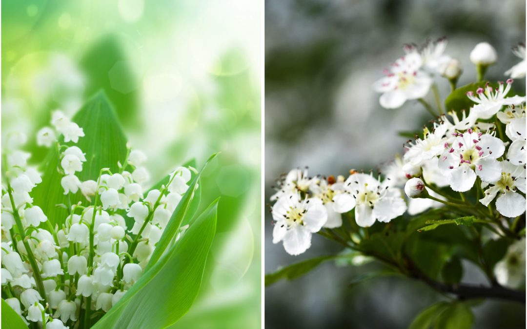 May Flowers: Lily of the Valley & Hawthorn