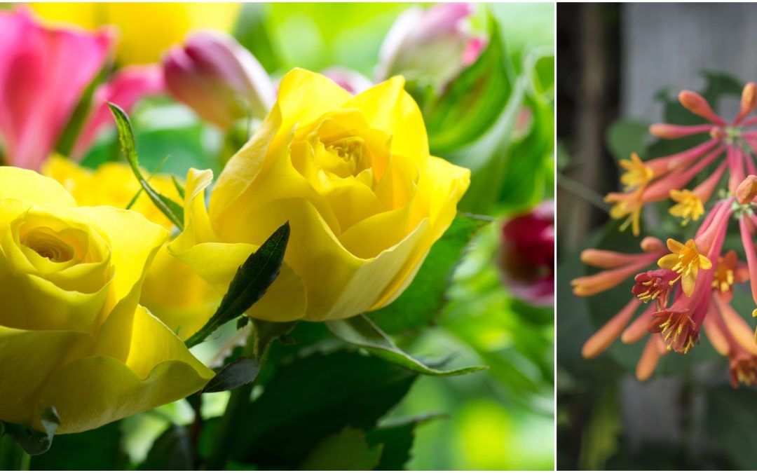 June Flowers: Rose & Honeysuckle