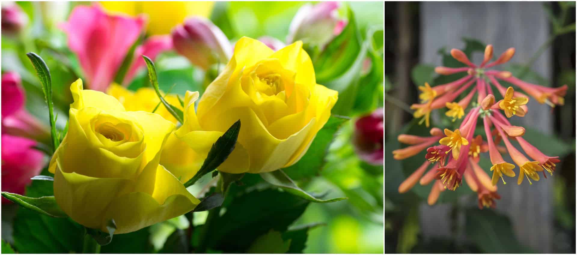 June Flowers: The Rose \u0026 Honeysuckle, image size:1920x850