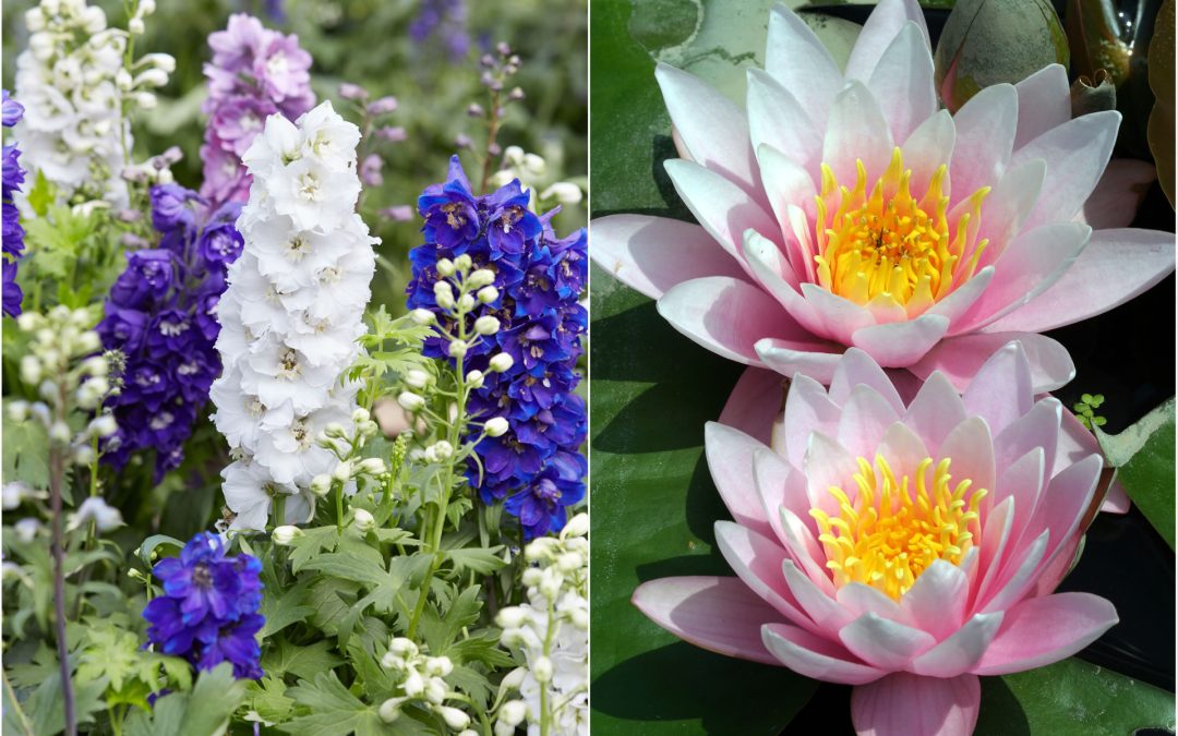 July Flowers: Larkspur & Water Lily