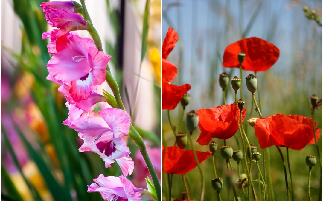 August Flowers: Gladiolus & Poppy