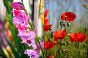 August Flowers: Gladiolus & Poppy