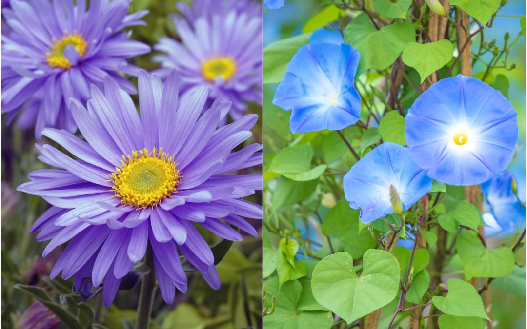 September Flowers: Aster & Morning Glory