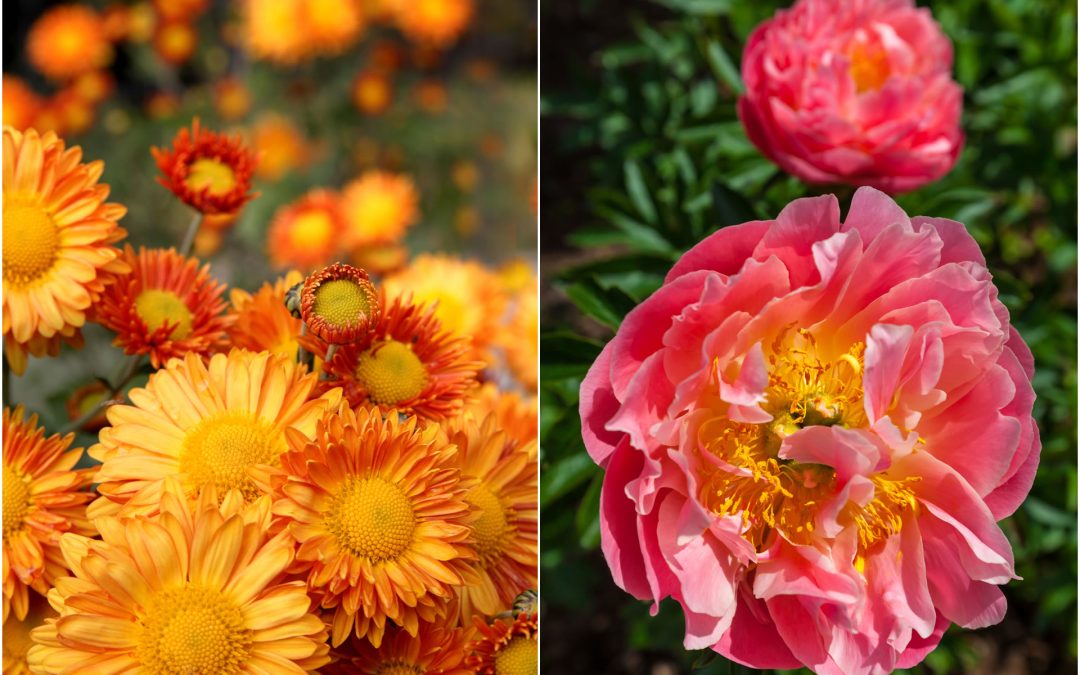 November Flowers: The Chrysanthemum & The Peony