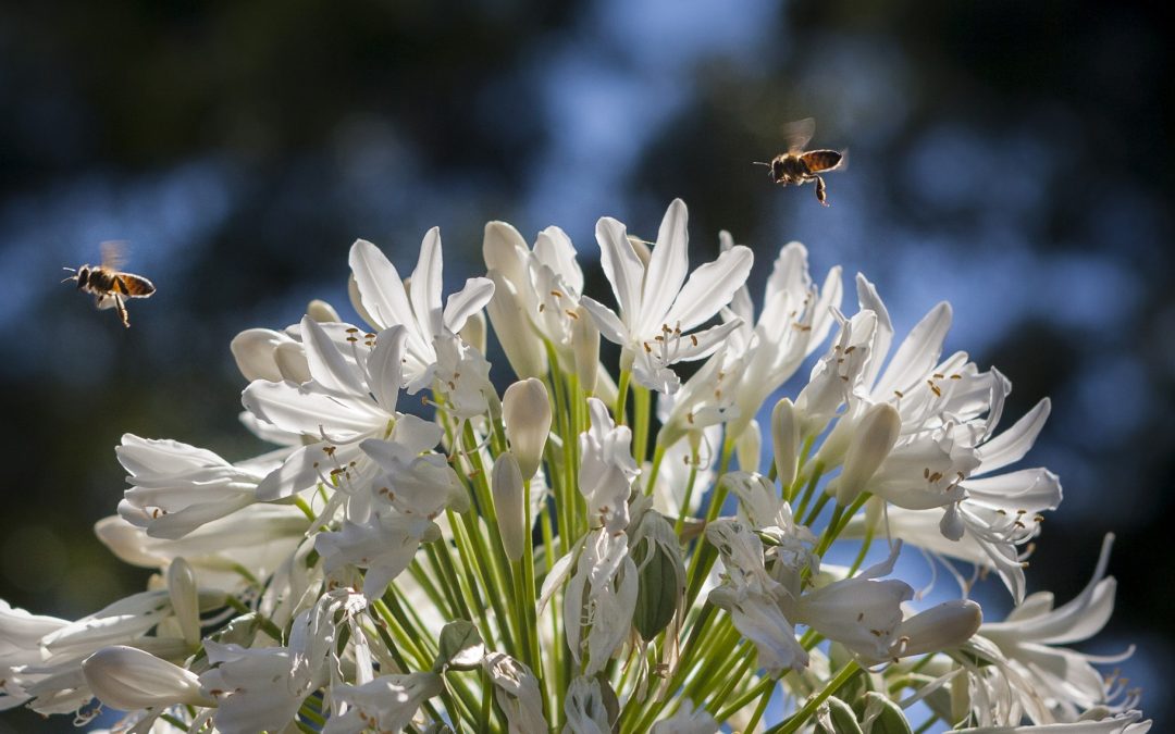 Late Summer Bee-Friendly Flowers for Your Ozark Garden