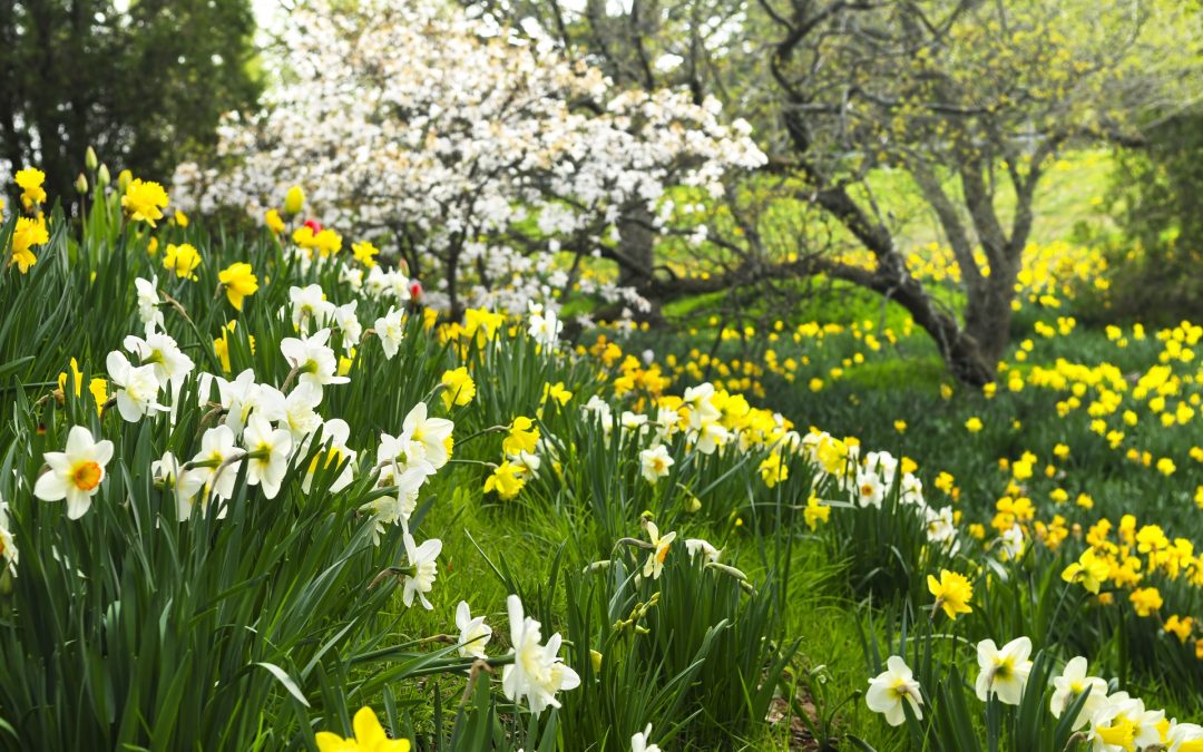 March Madness! Early Spring Blooms in the Ozarks