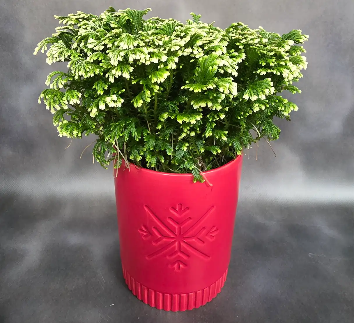 Holiday Frosted Fern