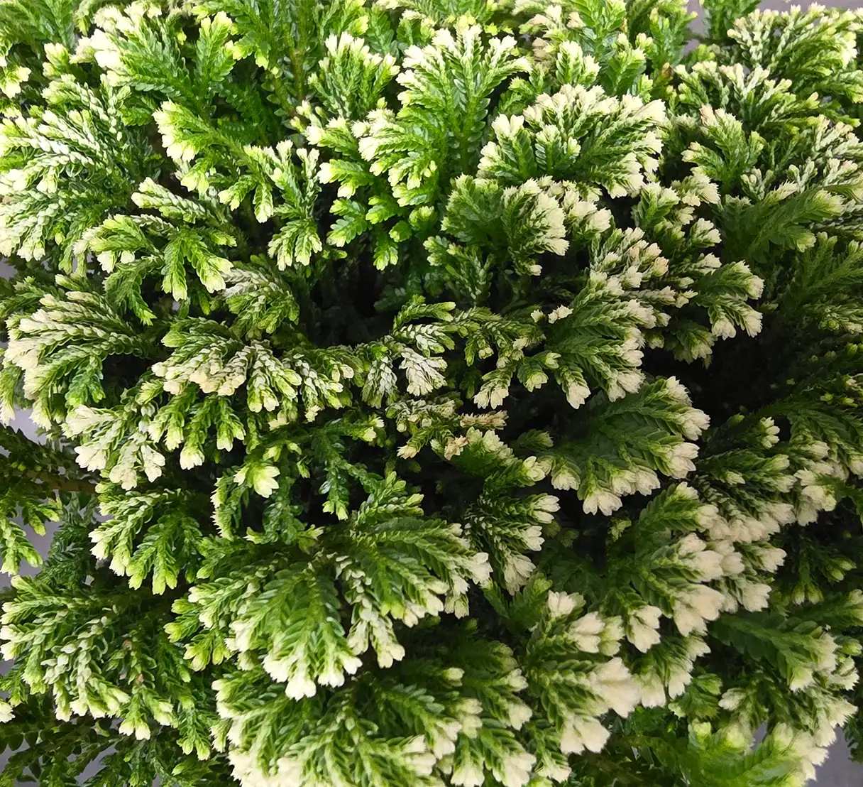 Holiday Frosted Fern - Image 2